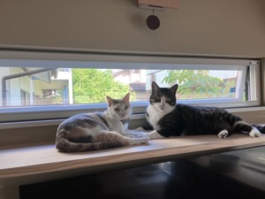 猫ちゃんも大喜び☆