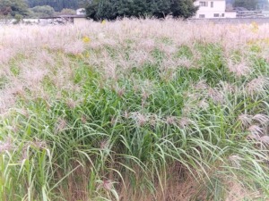 秋ですね