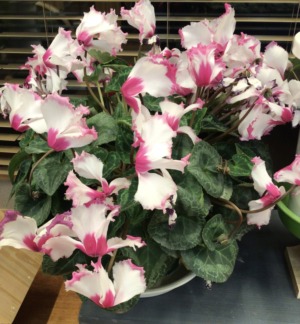 今年もありがとうございました。