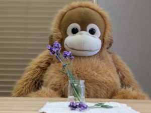 お花いっぱい！？