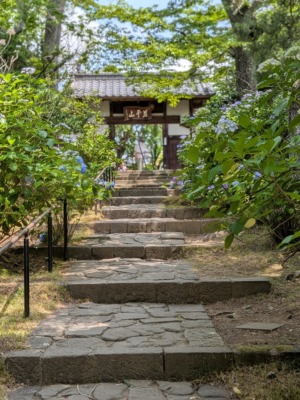 紫陽花寺